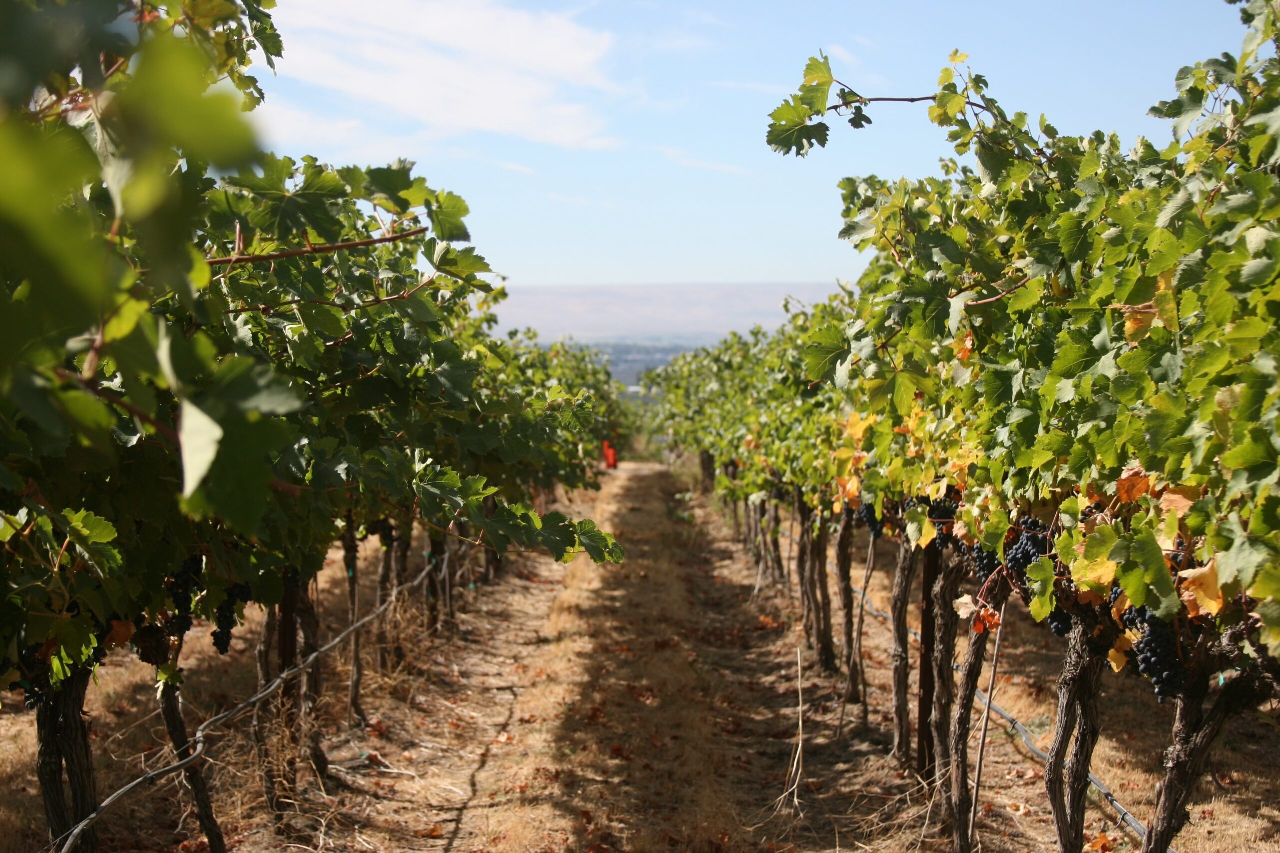 Oldfield Estate Vineyard